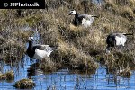 branta leucopsis   barnacle goose  