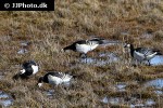 branta leucopsis   barnacle goose  