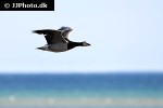 branta leucopsis   barnacle goose  