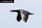 branta leucopsis   barnacle goose  