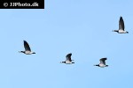 branta leucopsis   barnacle goose  