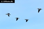 branta leucopsis   barnacle goose  