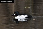 bucephala clangula   common goldeneye duck  