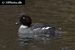 bucephala clangula   common goldeneye duck  