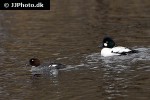 bucephala clangula   common goldeneye duck  