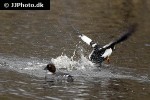 bucephala clangula   common goldeneye duck  