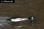 bucephala clangula   common goldeneye duck  