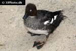 bucephala clangula   common goldeneye duck  