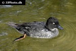 bucephala clangula   common goldeneye duck  