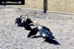 cairina moschata   muscovy duck  