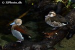 callonetta leucophrys   ringed teal  