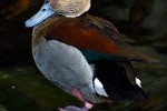 callonetta leucophrys   ringed teal  