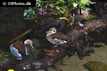 callonetta leucophrys   ringed teal  