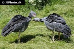 chauna torquata   southern screamer  