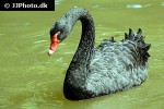 cygnus atratus   black swan  