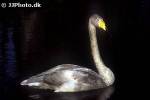 cygnus cygnus   whooper swan  