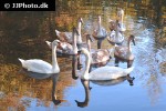 cygnus olor   mute swan  