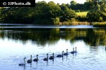 cygnus olor   mute swan  