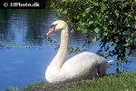 cygnus olor   mute swan  