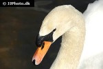 cygnus olor   mute swan  