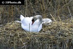 cygnus olor   mute swan  