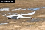 cygnus olor   mute swan  