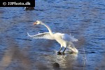 cygnus olor   mute swan  