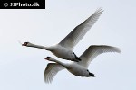 cygnus olor   mute swan  