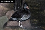 dendrocygna javanica   lesser whistling duck  