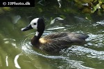 dendrocygna viduata   white faced whistling duck  