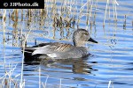 mareca strepera   gadwall duck  