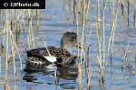 mareca strepera   gadwall duck  