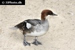 mergellus albellus   smew  