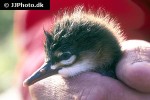 mergus serrator   red breasted merganser  