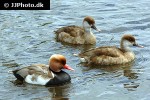 netta rufina   red crested pochard  