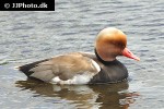 netta rufina   red crested pochard  