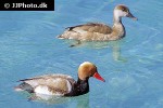 netta rufina   red crested pochard  