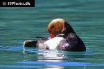 netta rufina   red crested pochard  