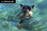 netta rufina   red crested pochard  