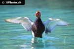 netta rufina   red crested pochard  