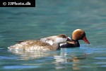 netta rufina   red crested pochard  