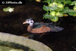 nettapus auritus   african pygmy goose  