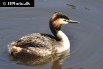 podiceps cristatus   great crested grebe  