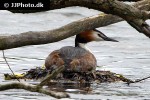 podiceps cristatus   great crested grebe  