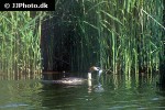 podiceps cristatus   great crested grebe  