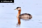 podiceps grisegena   red necked grebe  