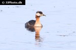 podiceps grisegena   red necked grebe  