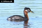 podiceps grisegena   red necked grebe  