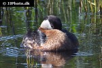 podiceps grisegena   red necked grebe  