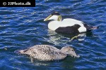 somateria molissima   common eider  